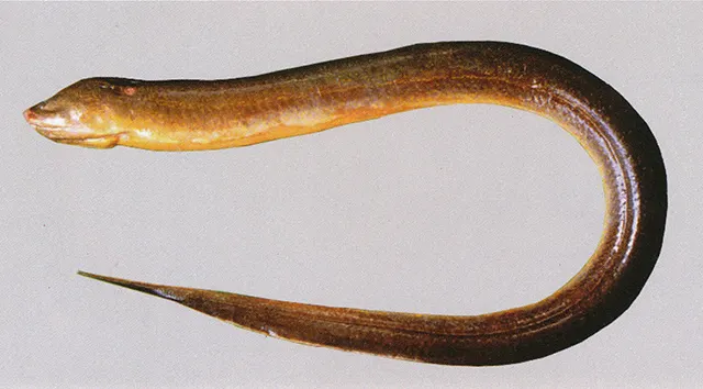 Asian swamp eel