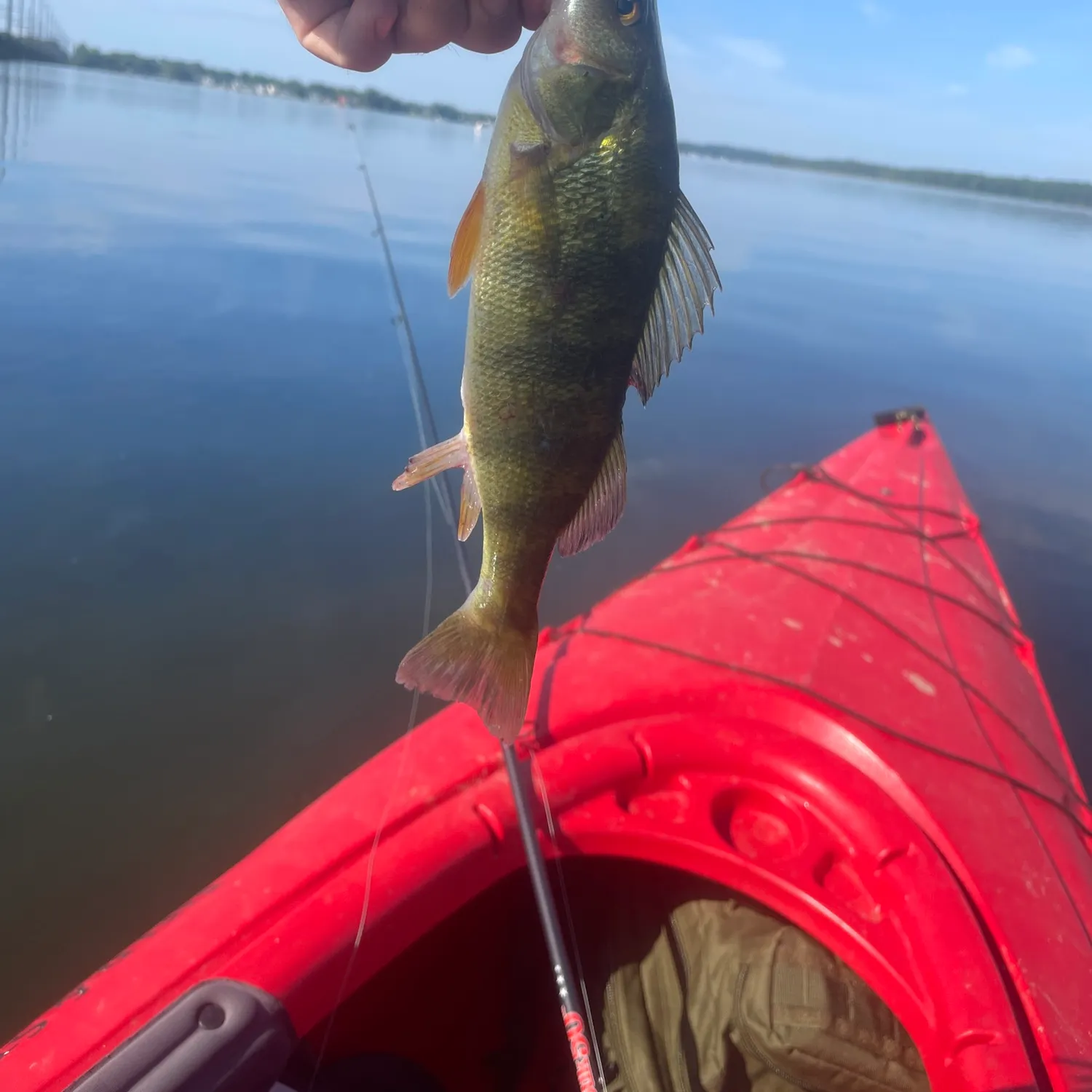 Yellow perch caught on Fishbrain