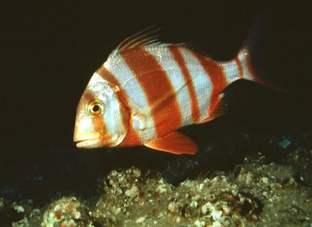 Redbanded seabream