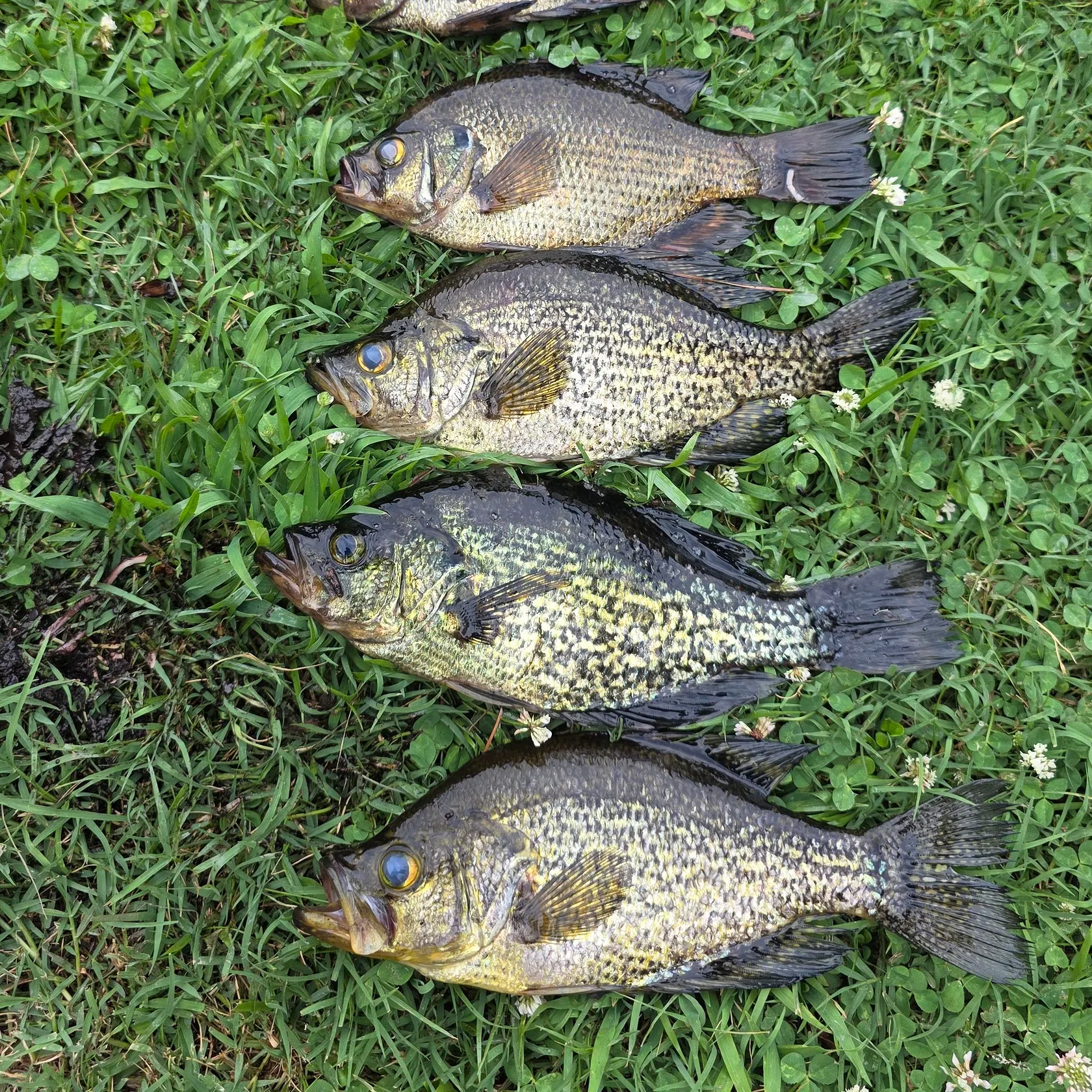 The most recent Flier catches on Fishbrain