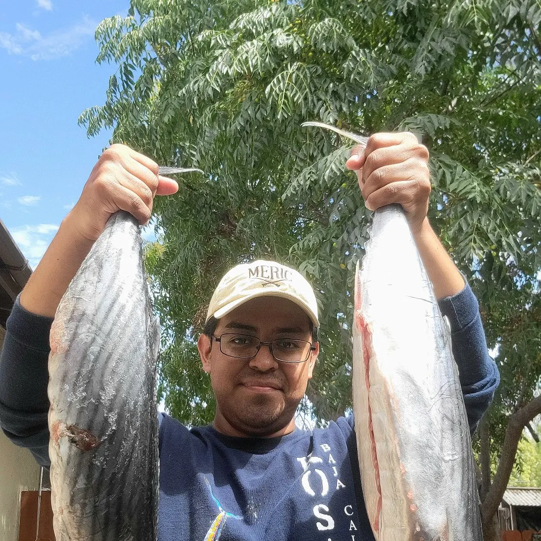 Pacific bonito caught on Fishbrain