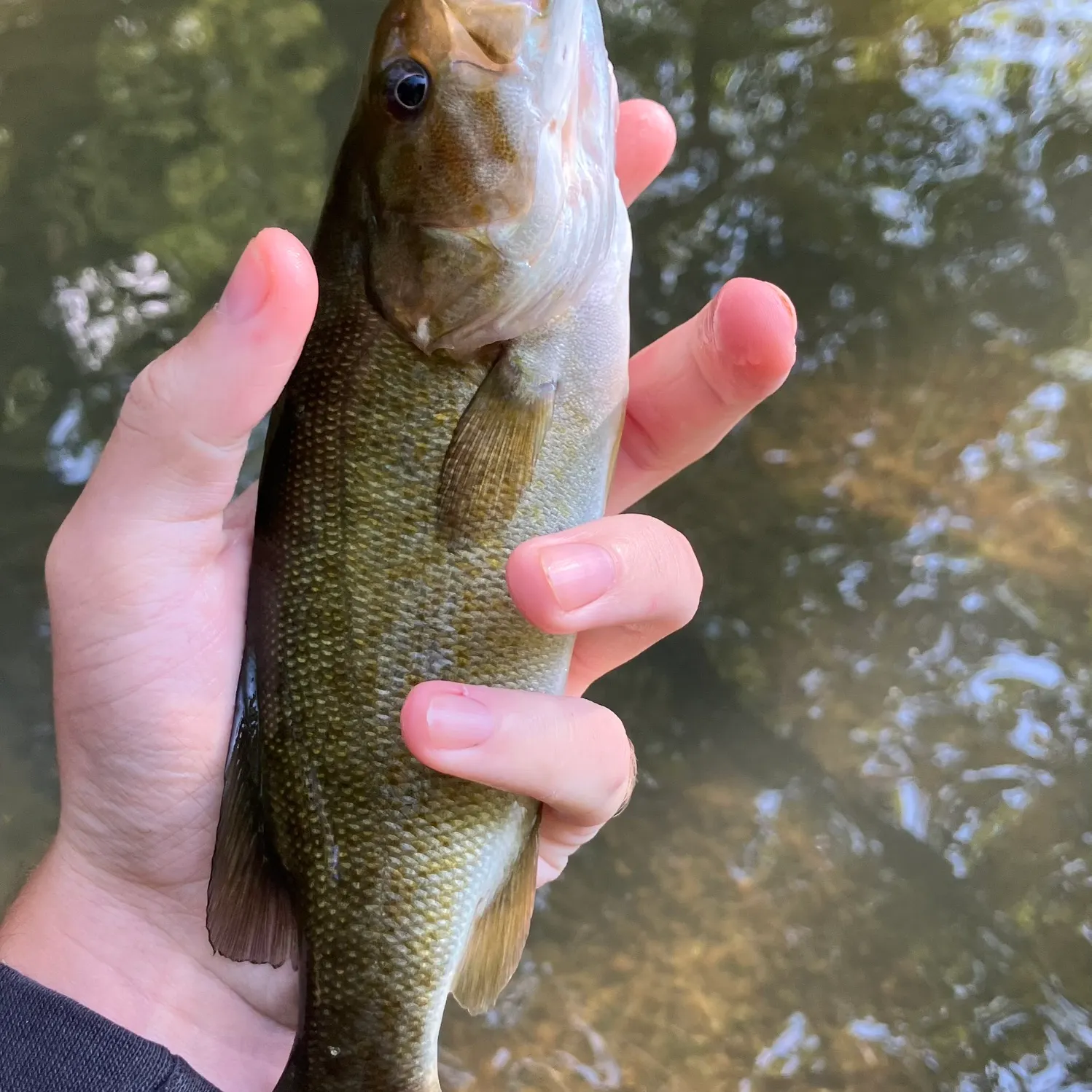 Smallmouth bass caught on Fishbrain