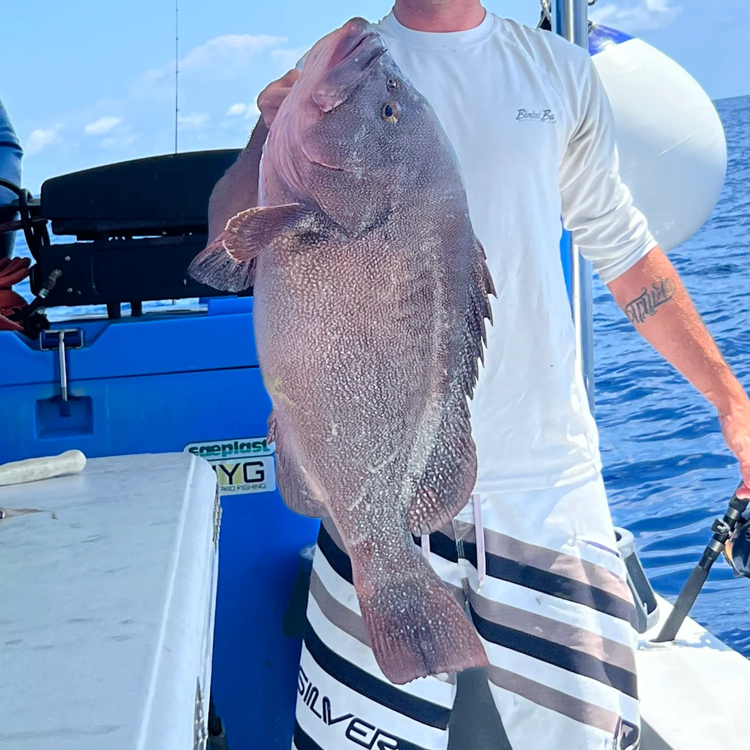 The most recent Speckled hind catches on Fishbrain