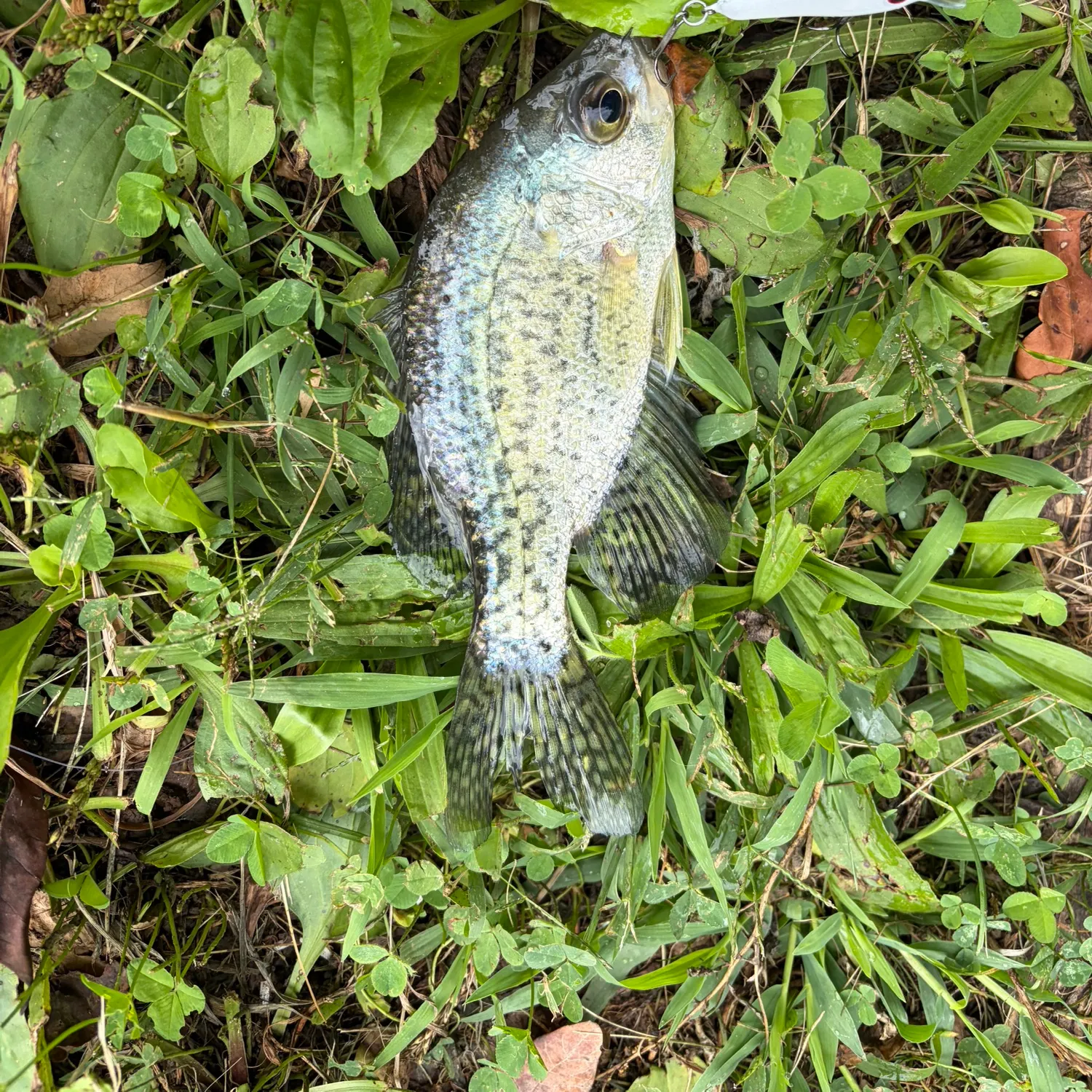 Black crappie caught on Fishbrain