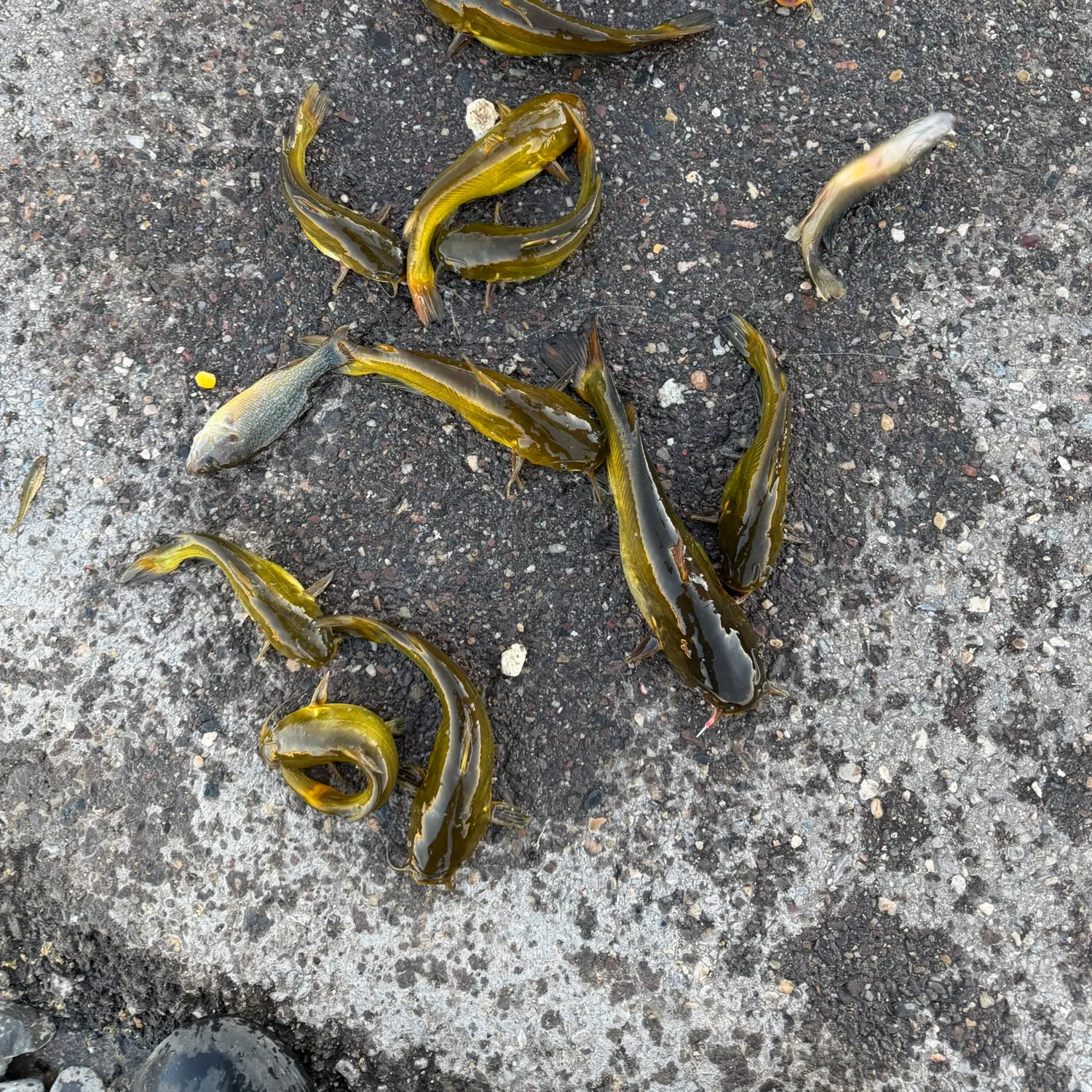 Fish caught on Fishbrain