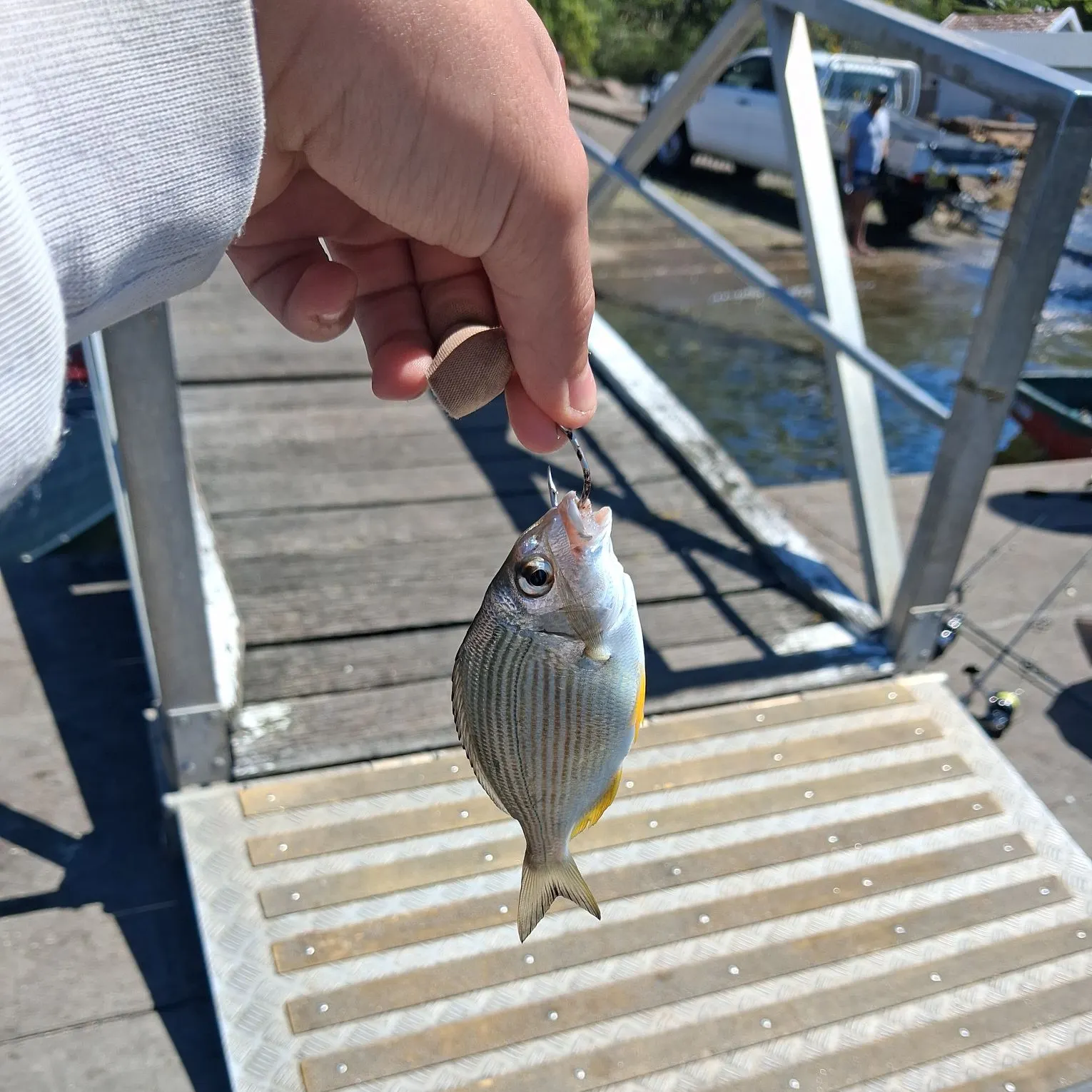 Surf bream caught on Fishbrain