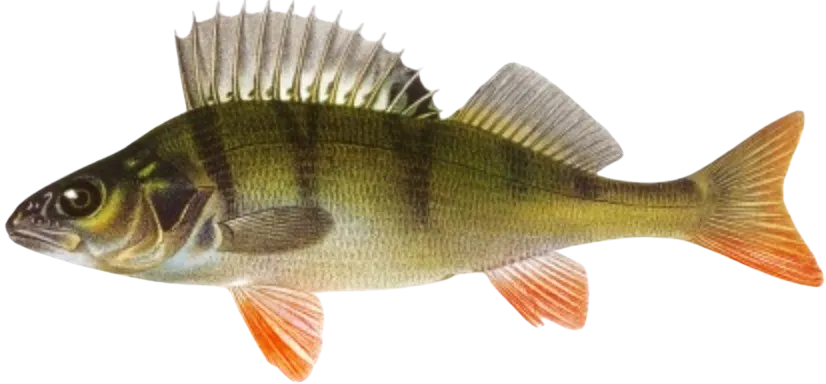 European perch