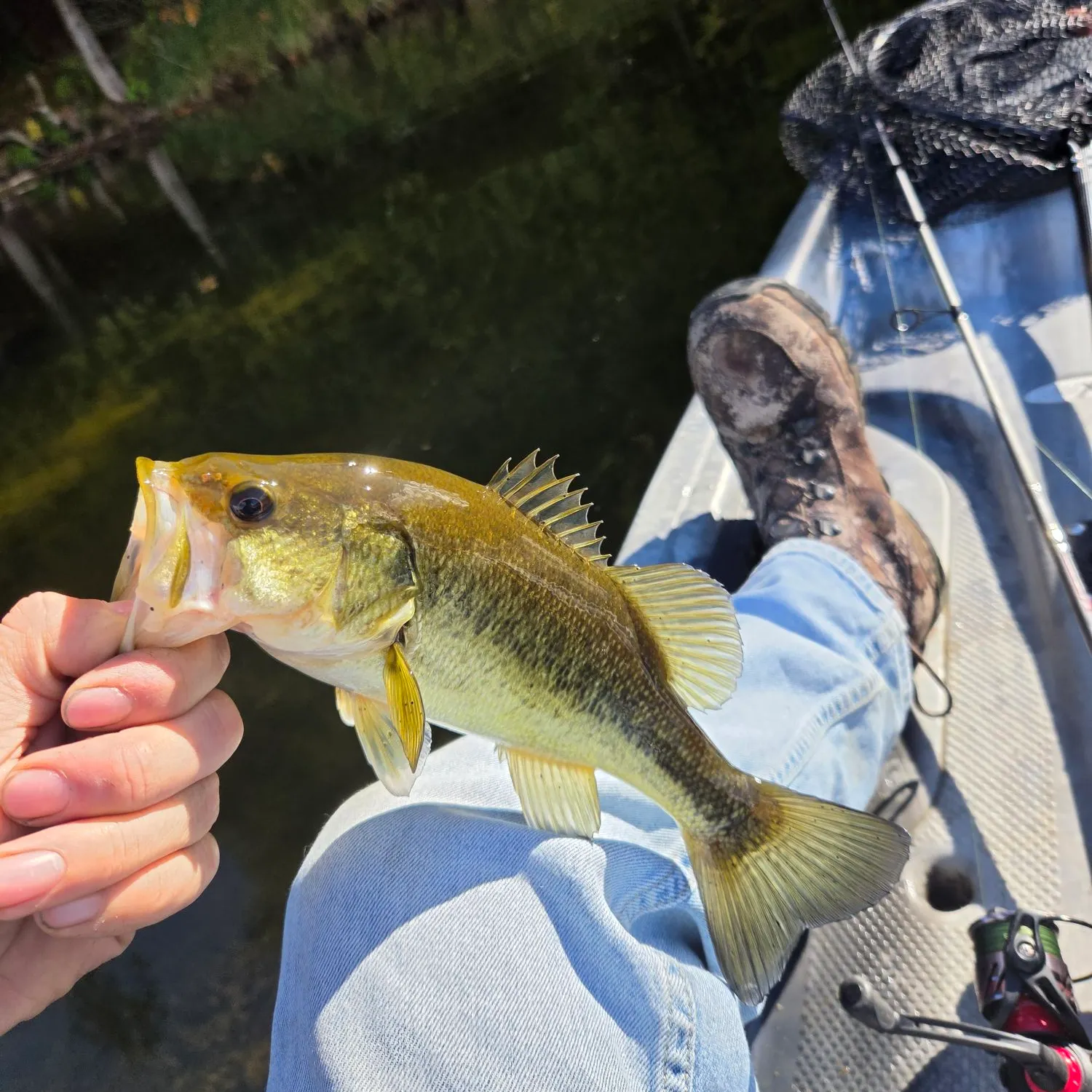 Largemouth bass caught on Fishbrain