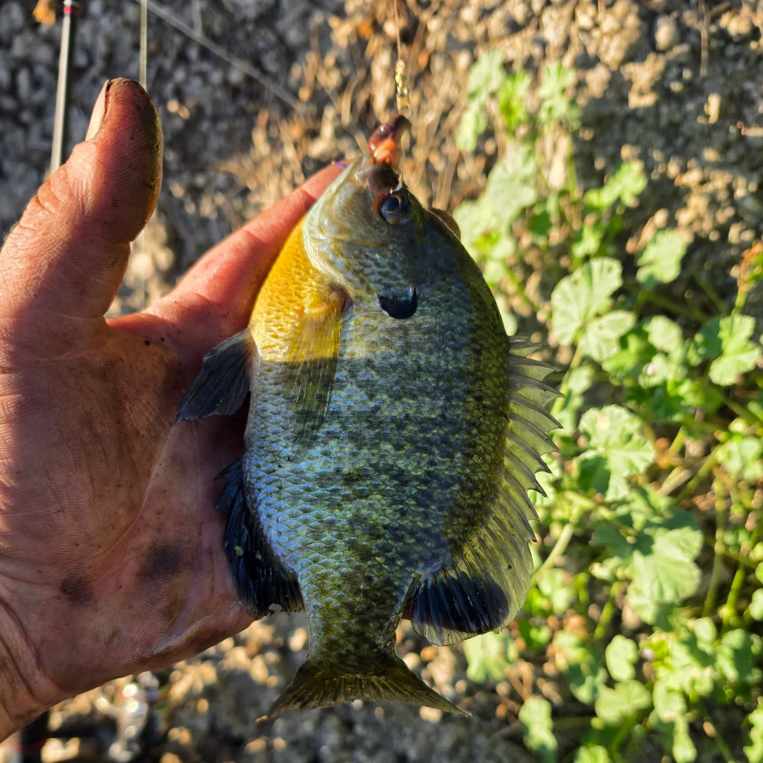 Bluegill caught on Fishbrain
