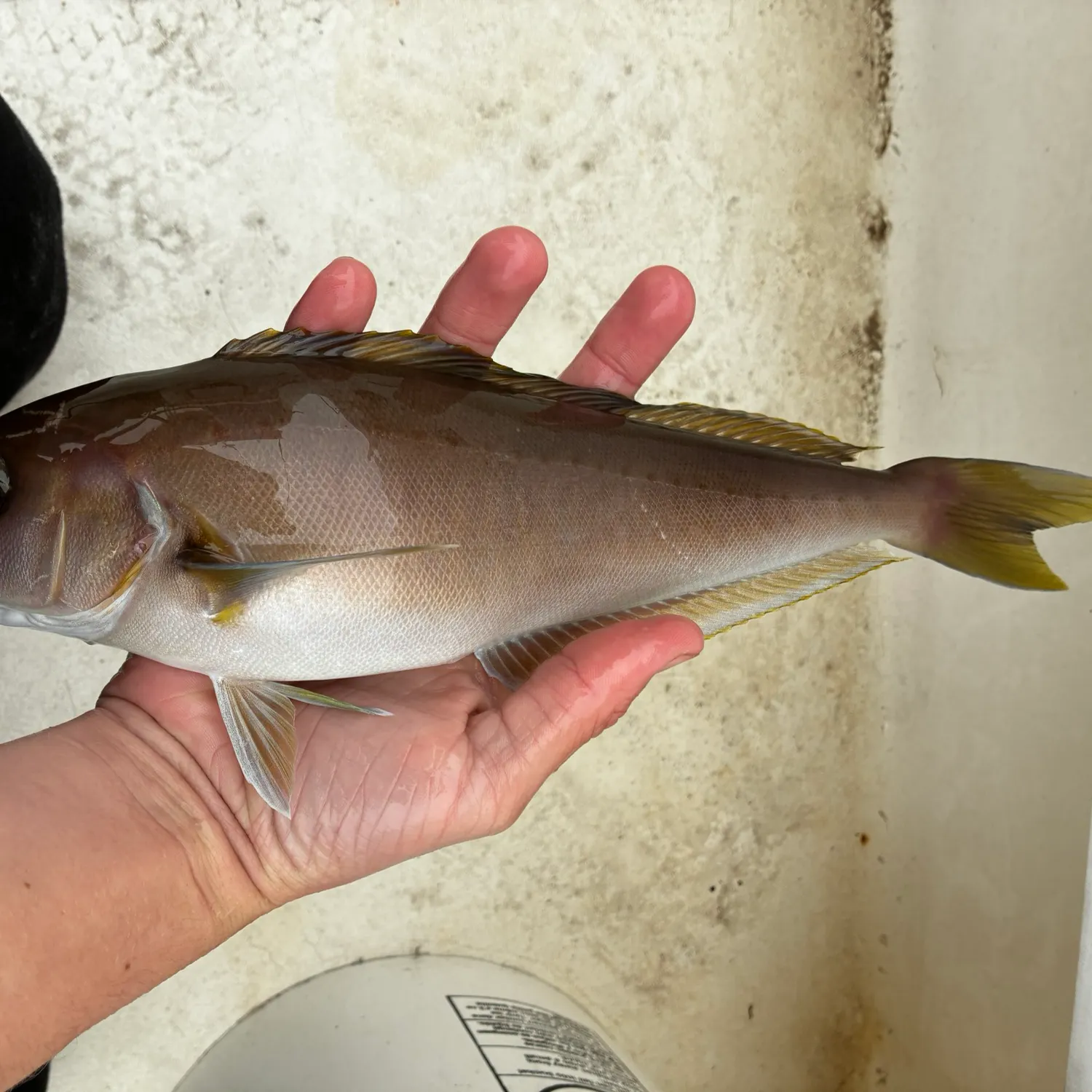 The most recent Ocean whitefish catches on Fishbrain