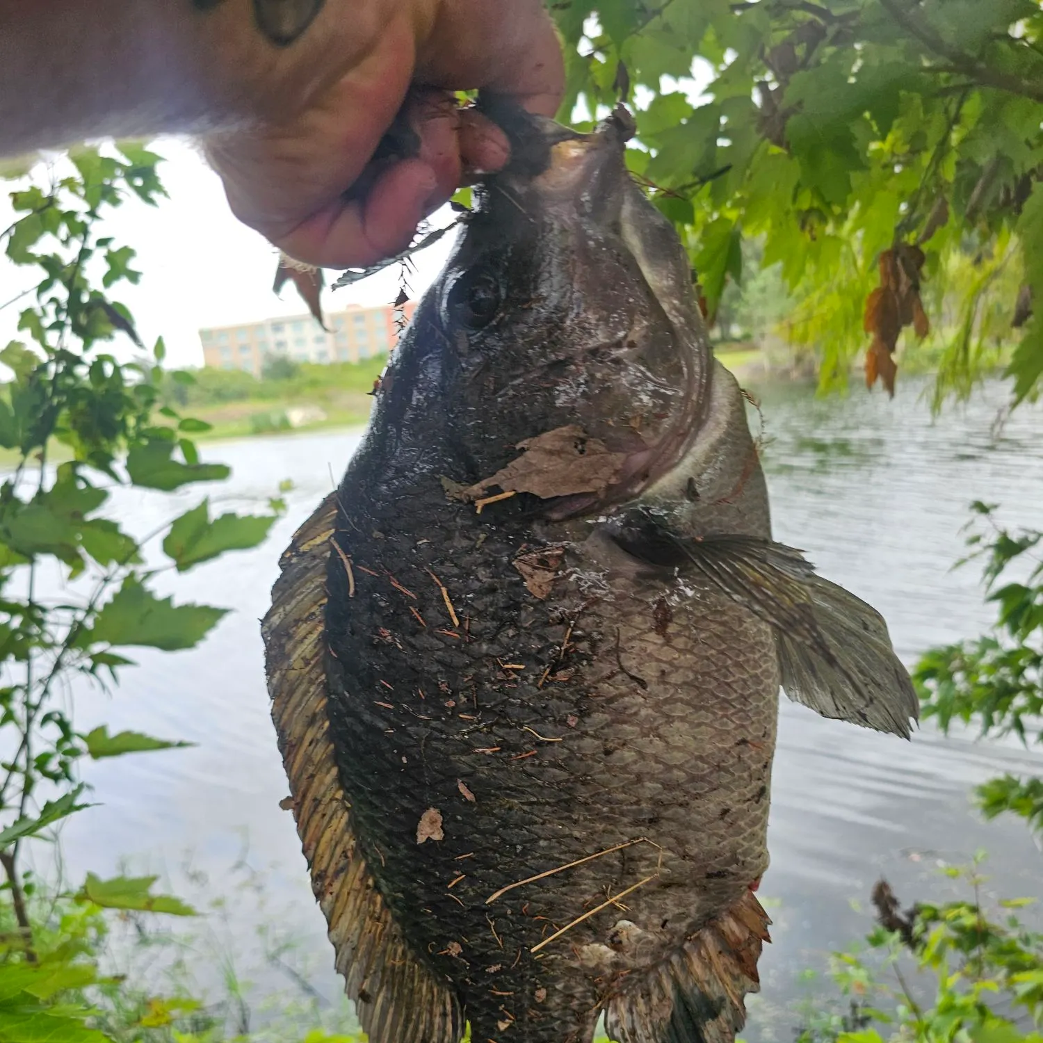 Nile tilapia caught on Fishbrain