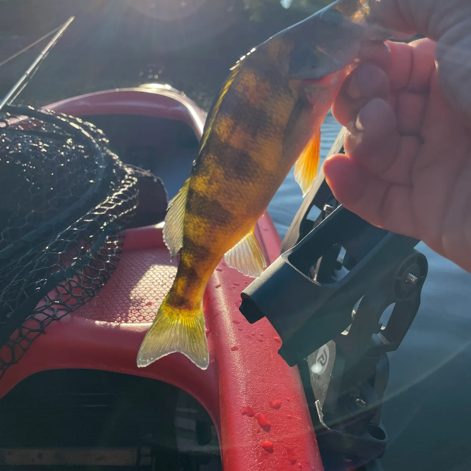 Yellow perch caught on Fishbrain