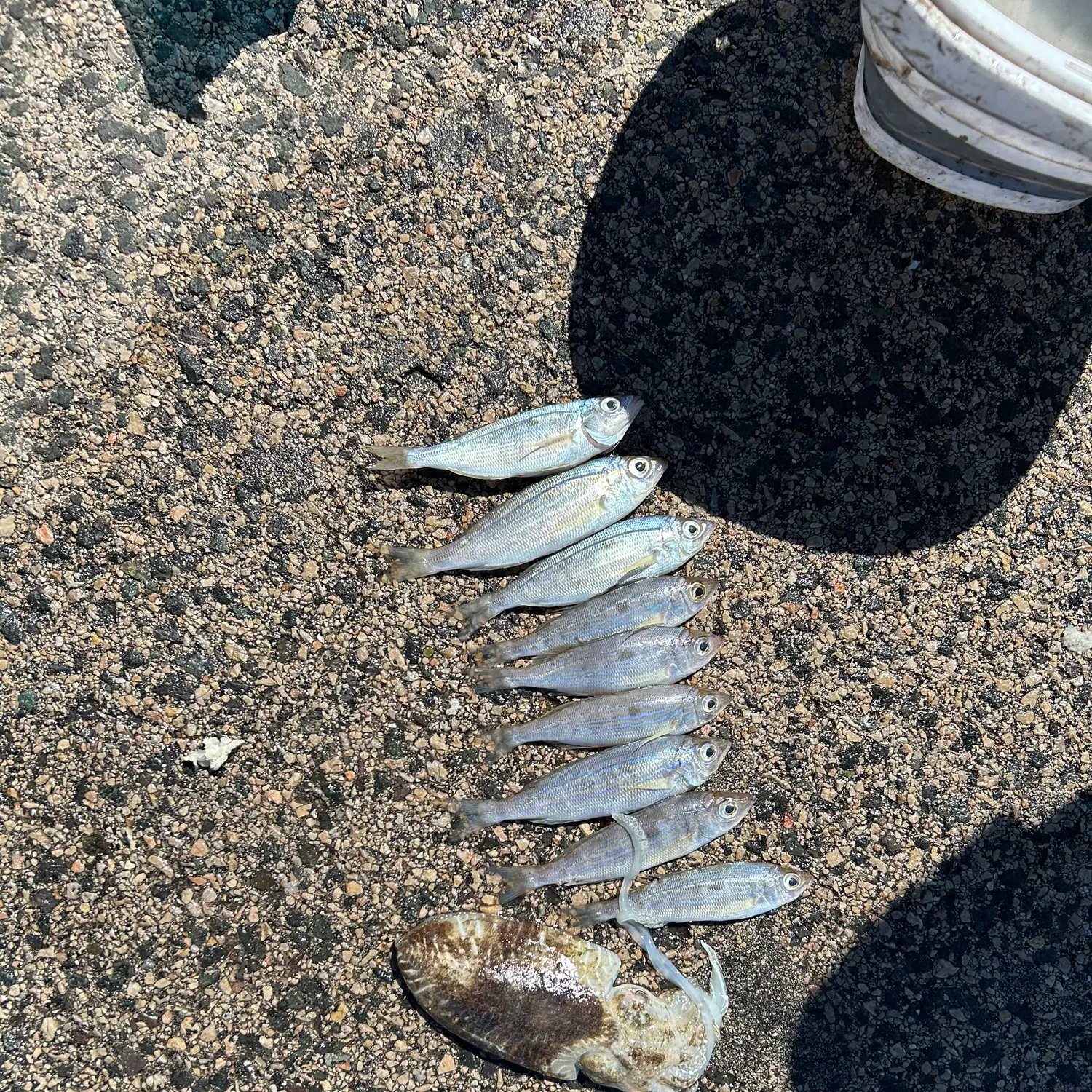 The most recent Common cuttlefish catches on Fishbrain