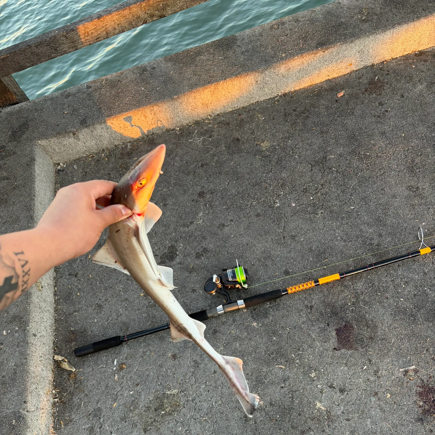 Grey smooth-hound caught on Fishbrain
