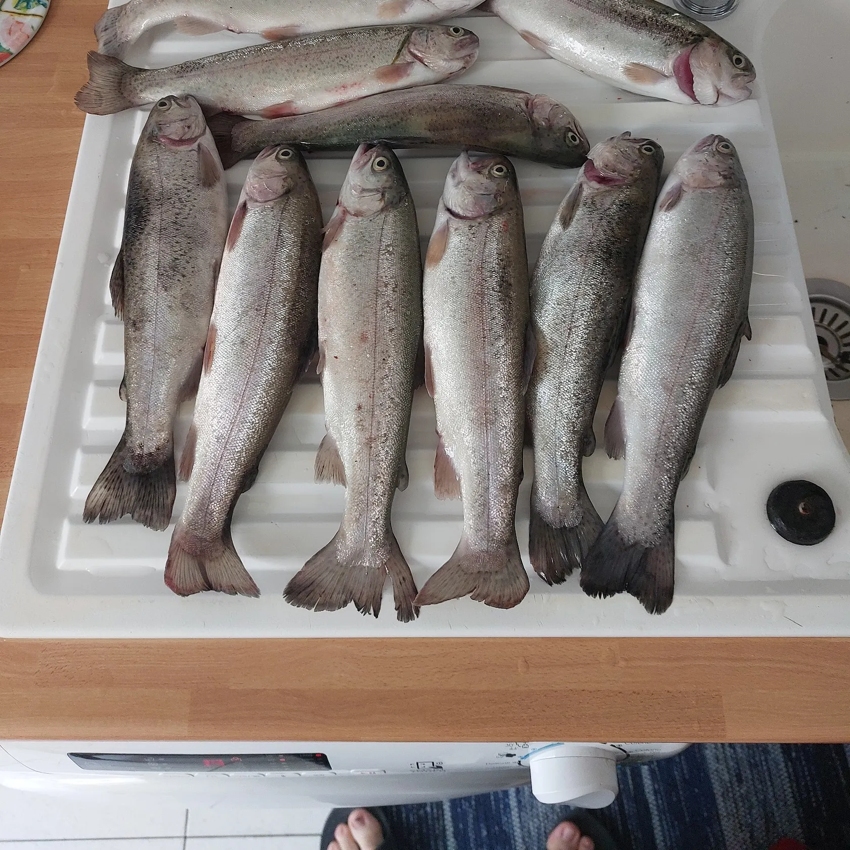 recently logged catches