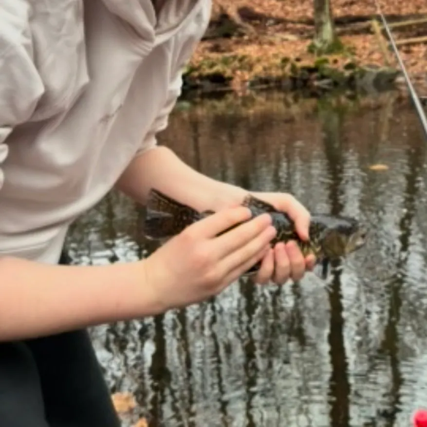 Tiger trout caught on Fishbrain