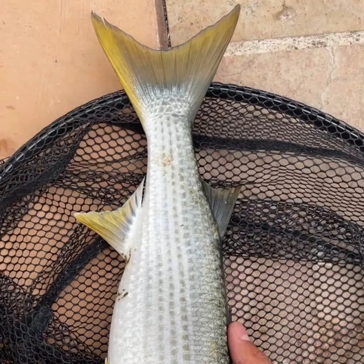 The most recent Thinlip grey mullet catches on Fishbrain
