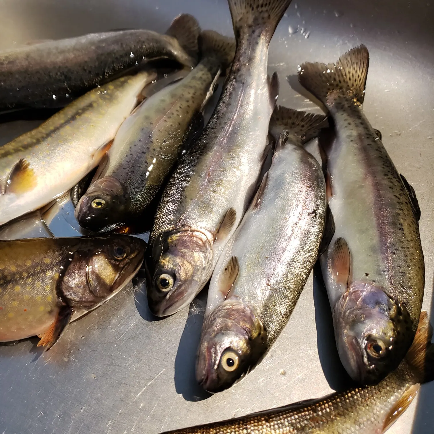 recently logged catches