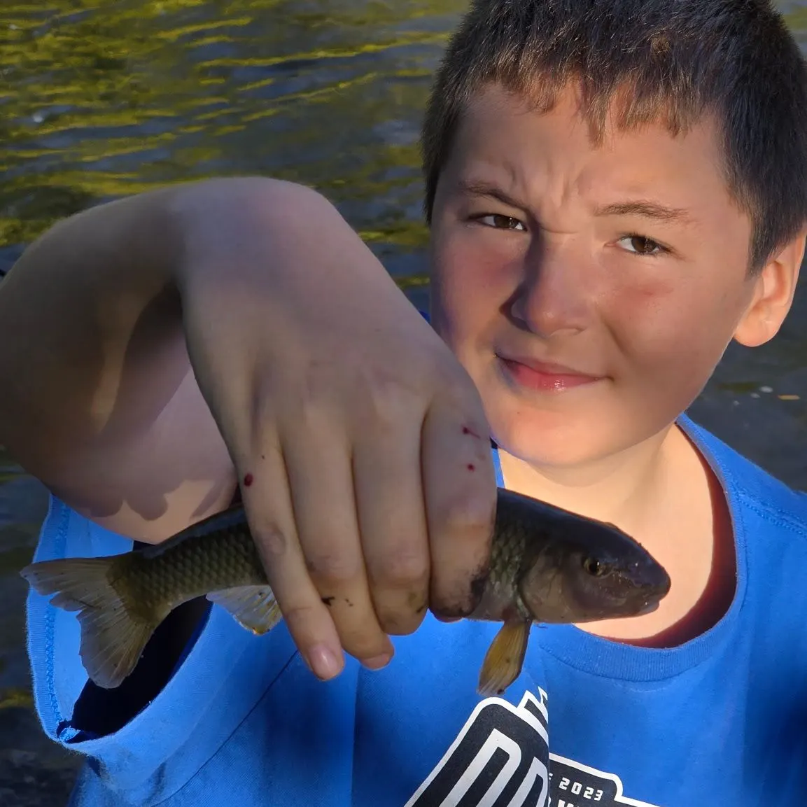 River chub caught on Fishbrain