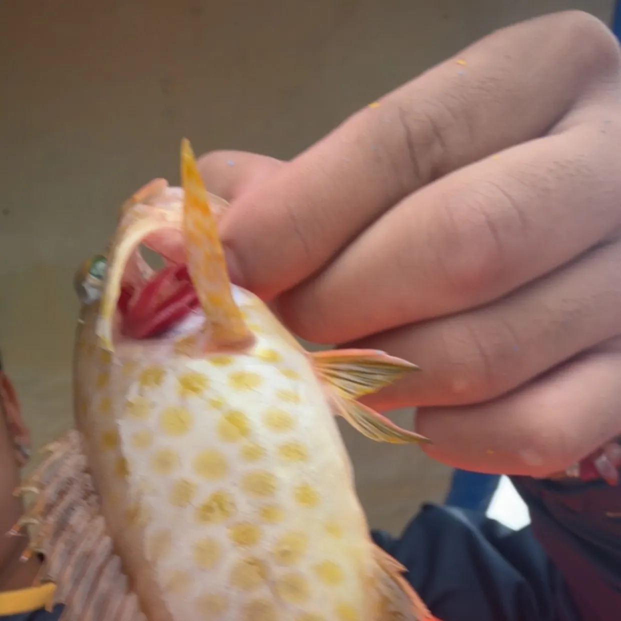 The most recent Greasy grouper catches on Fishbrain