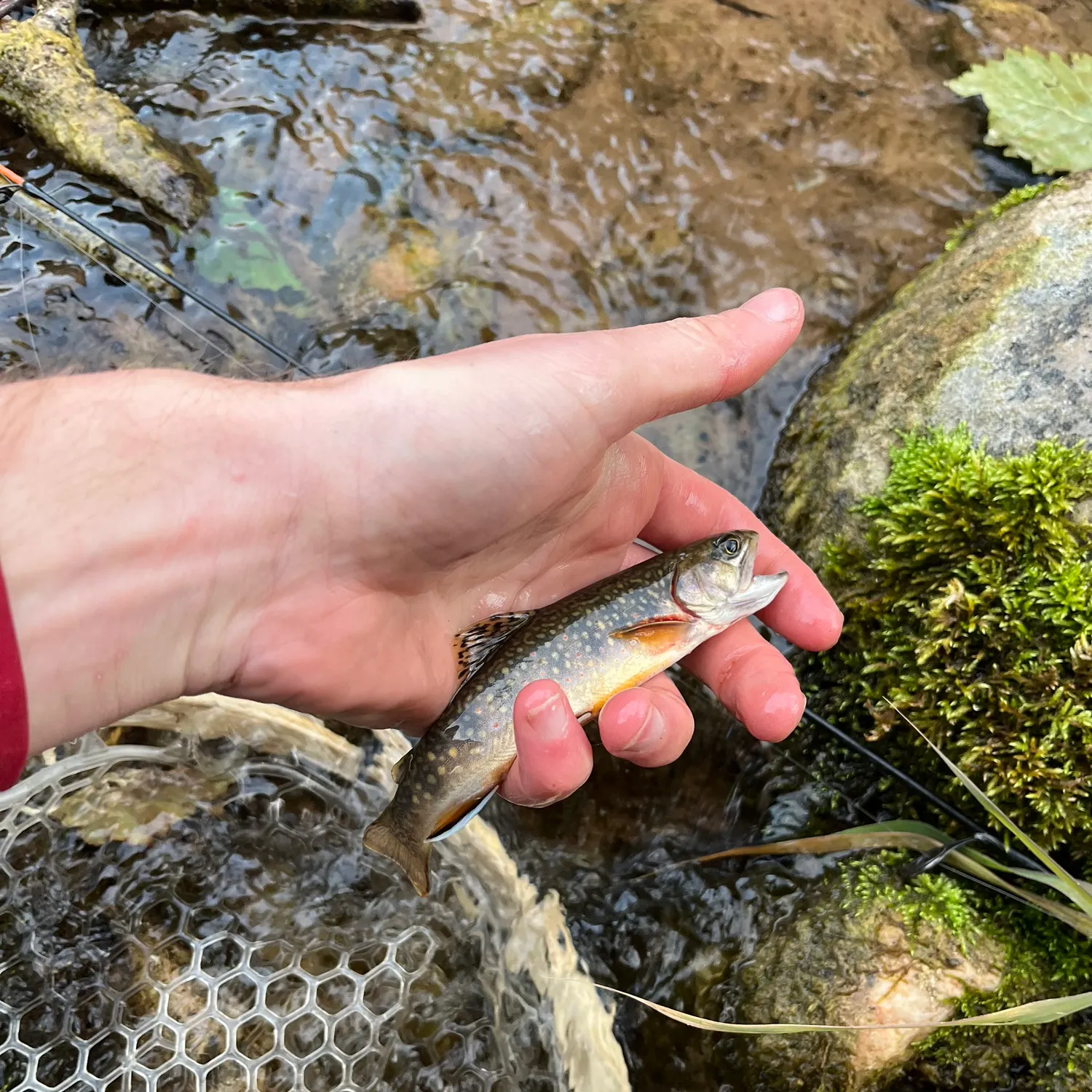 Brook trout caught on Fishbrain