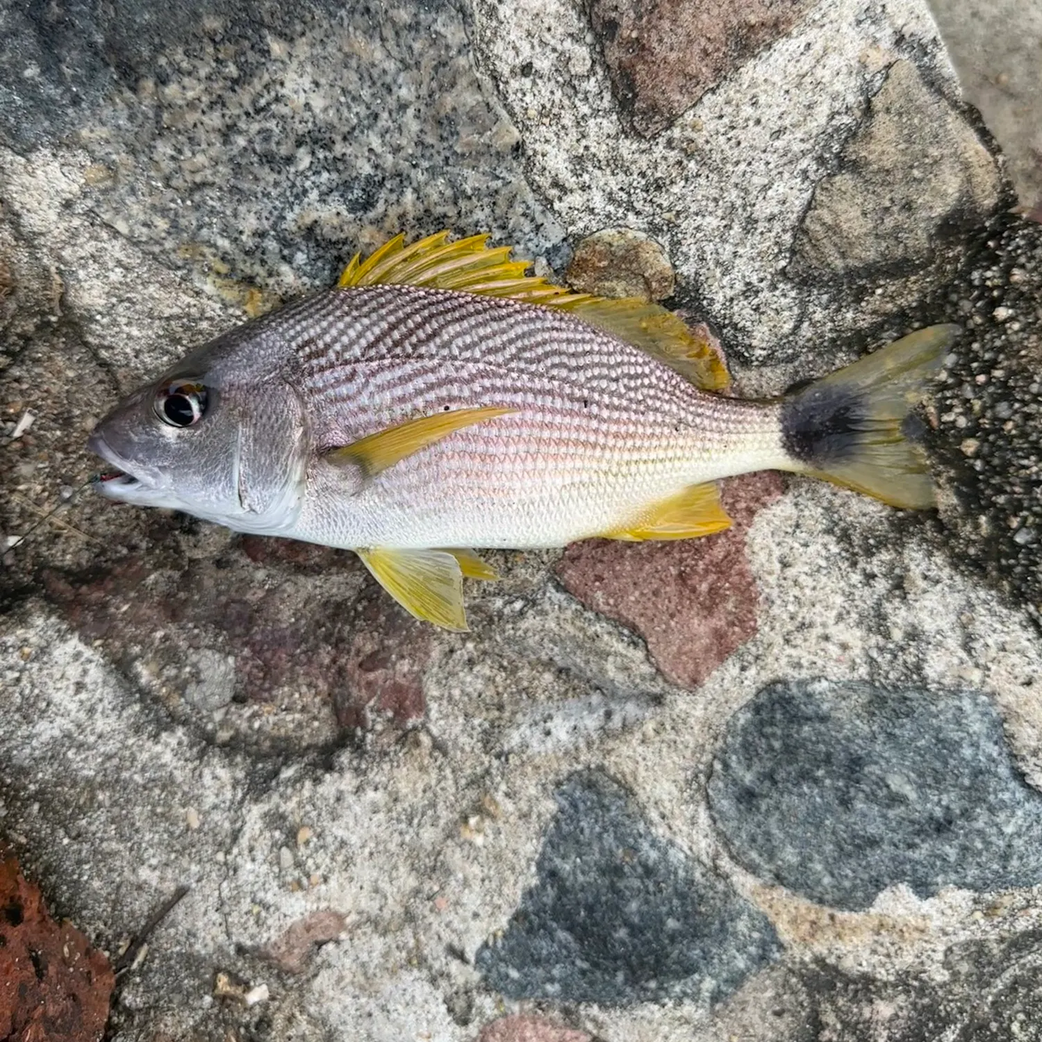 The most recent Pacific Latin grunt catches on Fishbrain