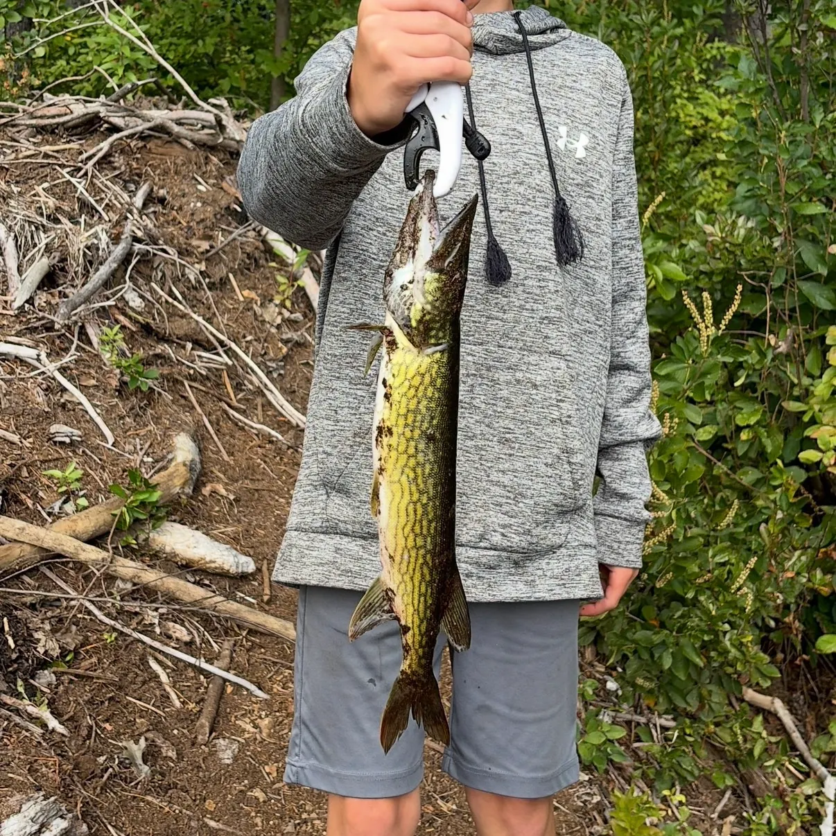 Chain pickerel caught on Fishbrain