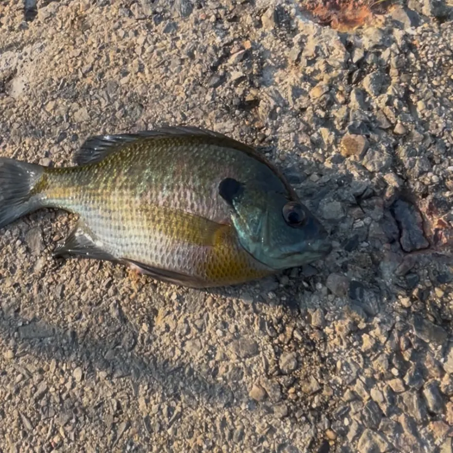 Bluegill caught on Fishbrain