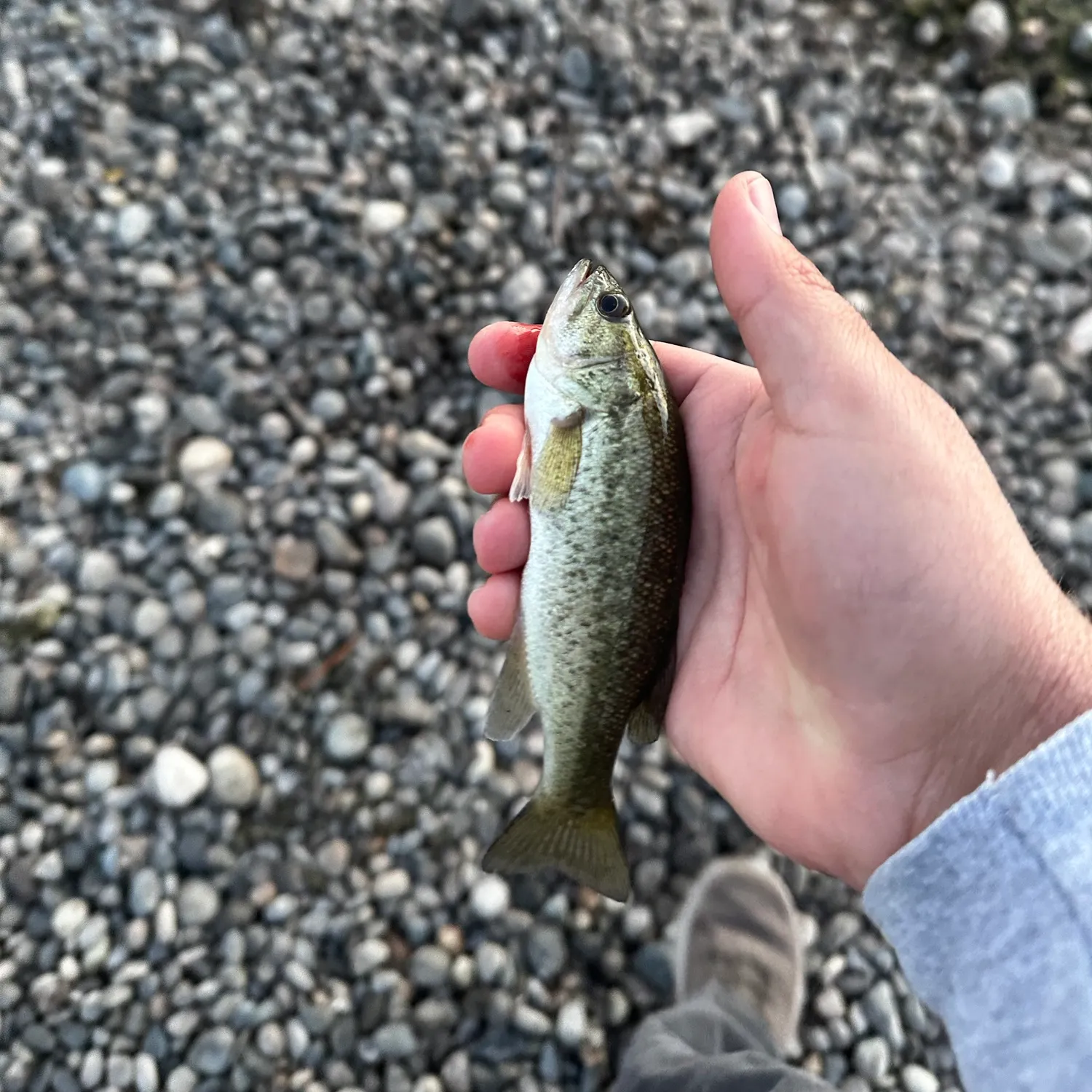 Smallmouth bass caught on Fishbrain