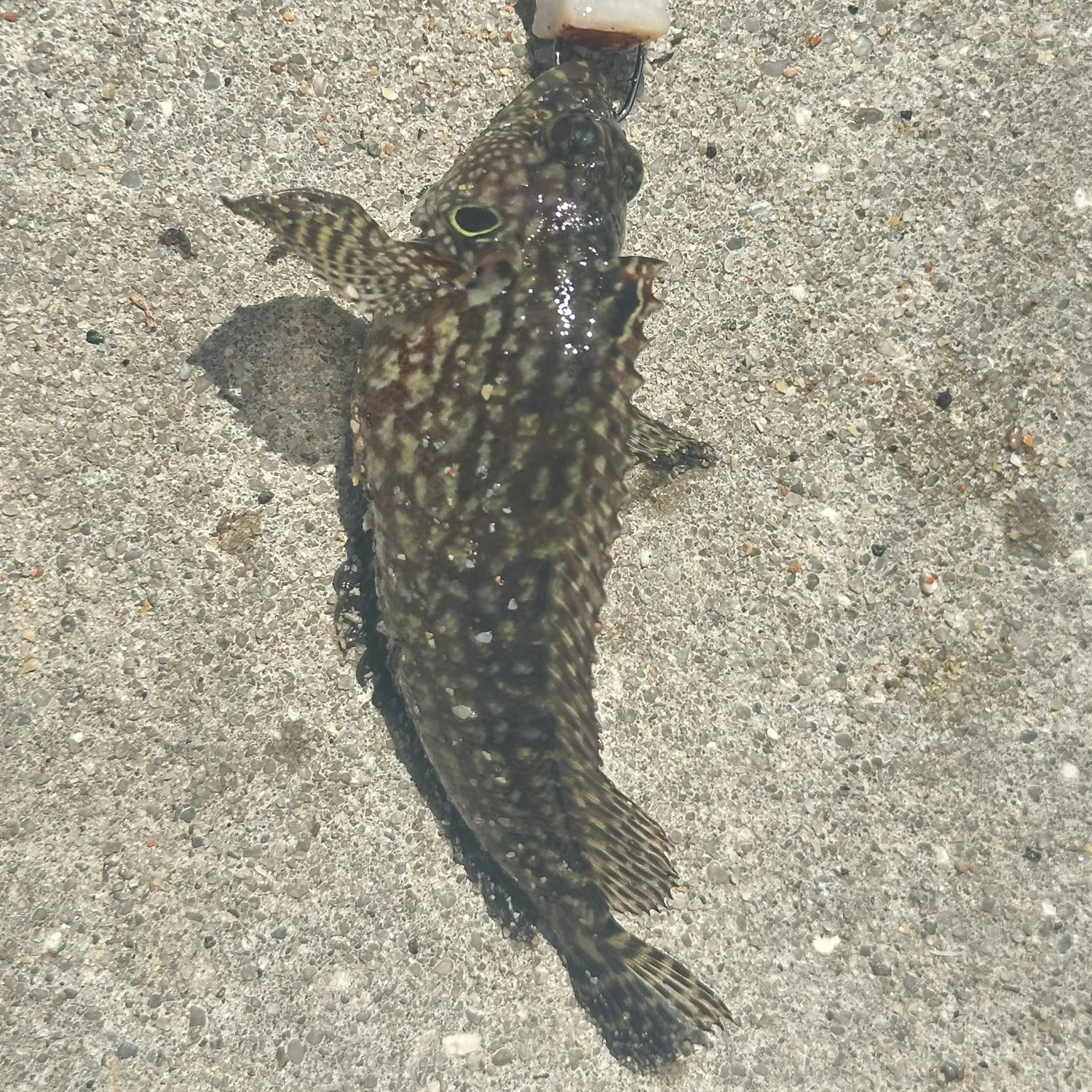 The most recent Hairy blenny catches on Fishbrain