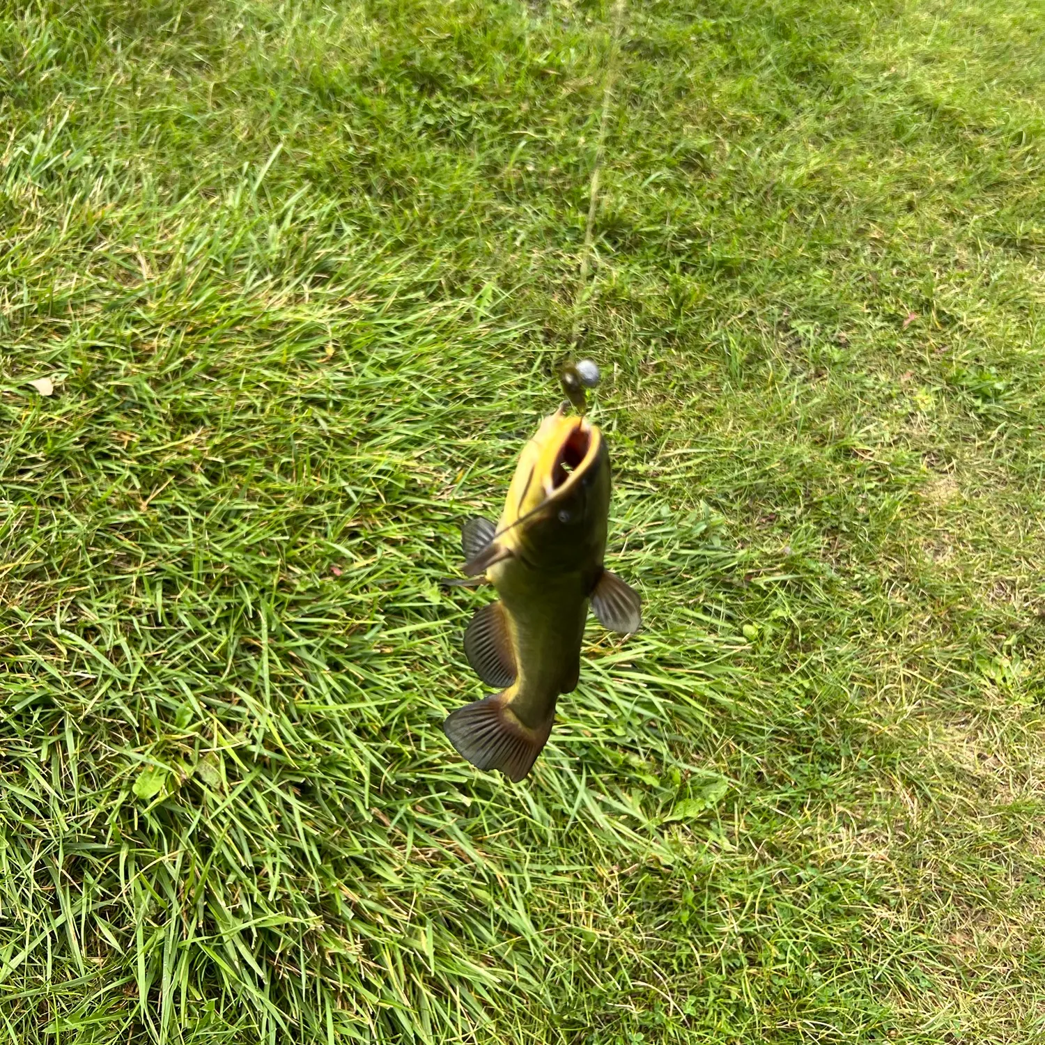 Black bullhead caught on Fishbrain