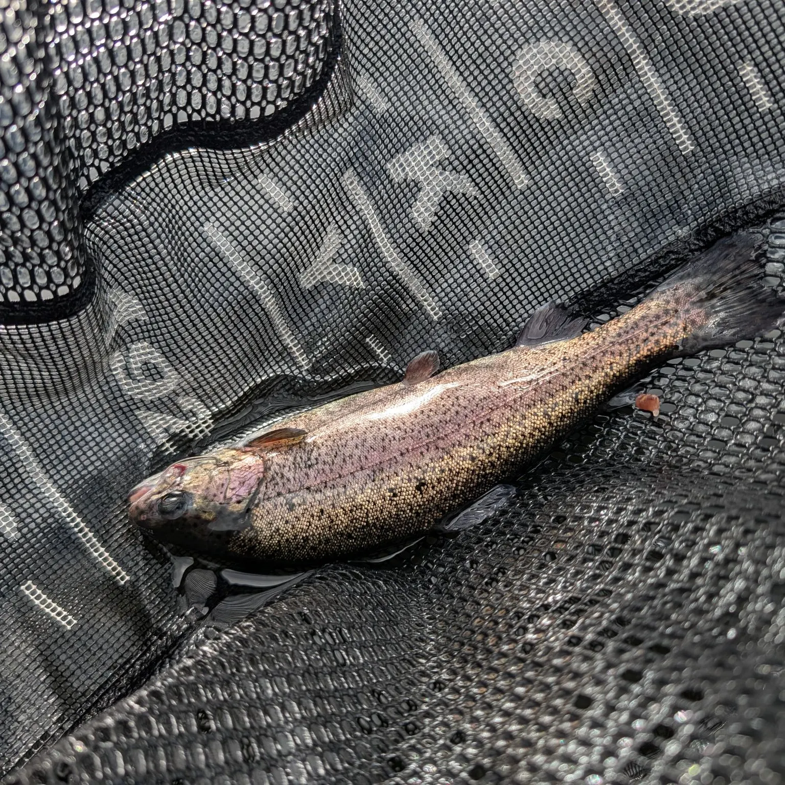 Rainbow trout caught on Fishbrain