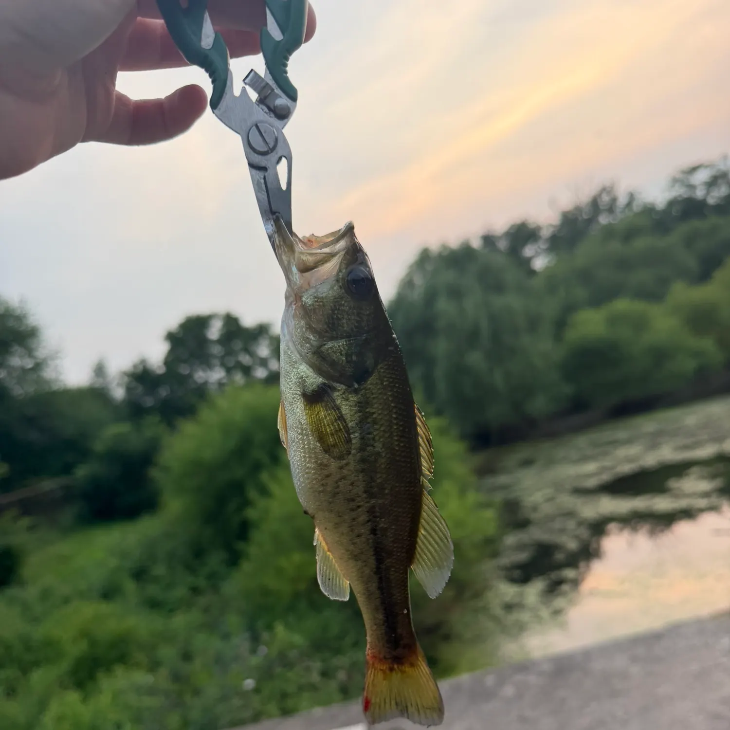 Largemouth bass caught on Fishbrain