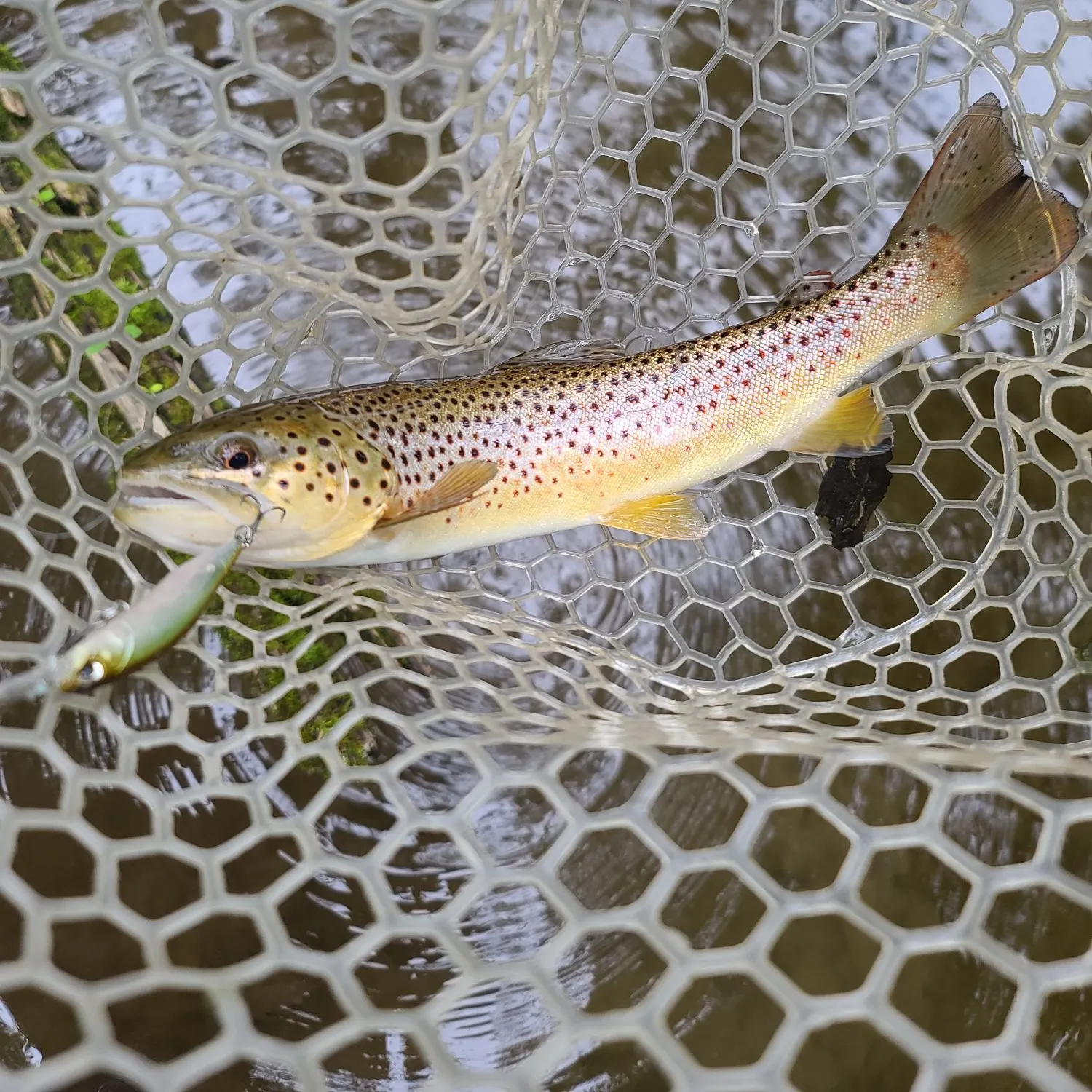 Brown trout caught on Fishbrain