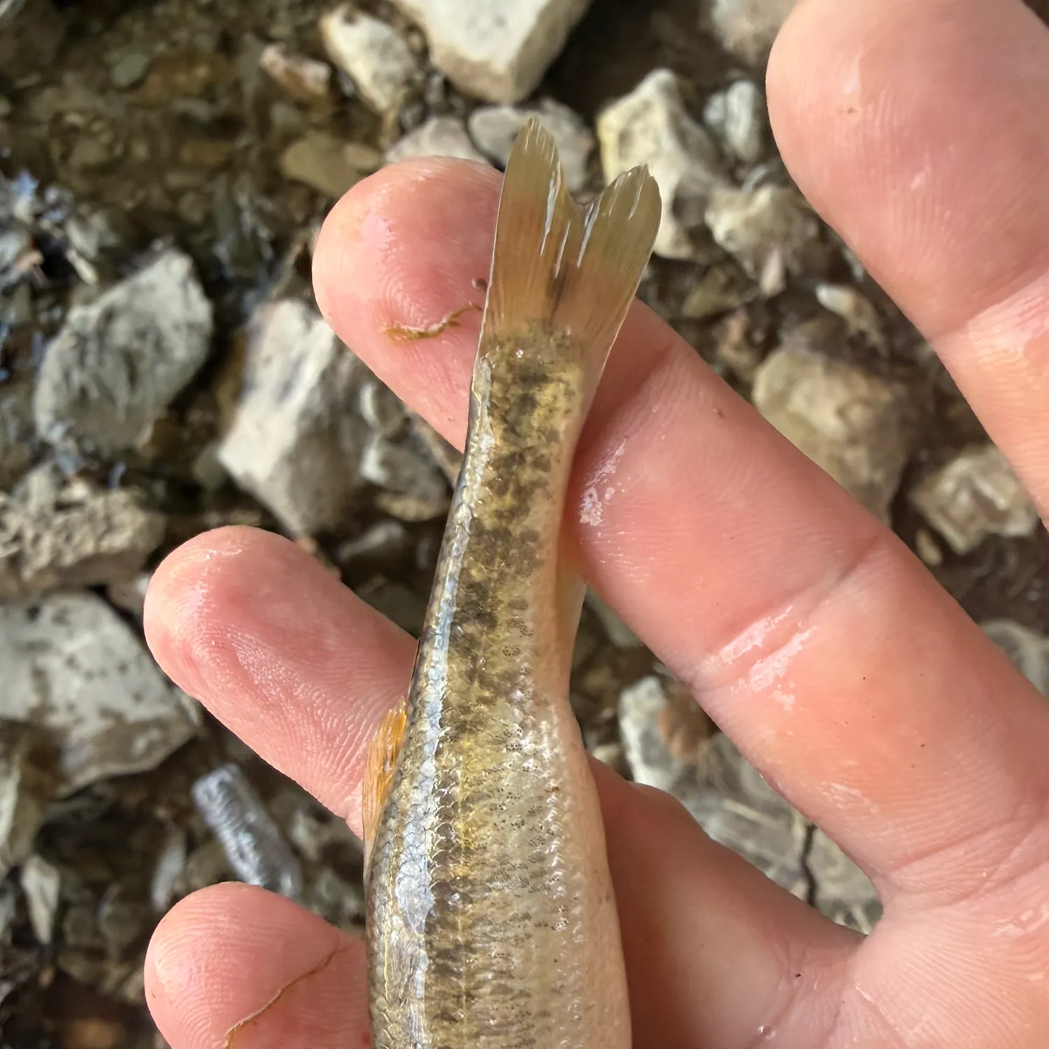 The most recent Central stoneroller catches on Fishbrain