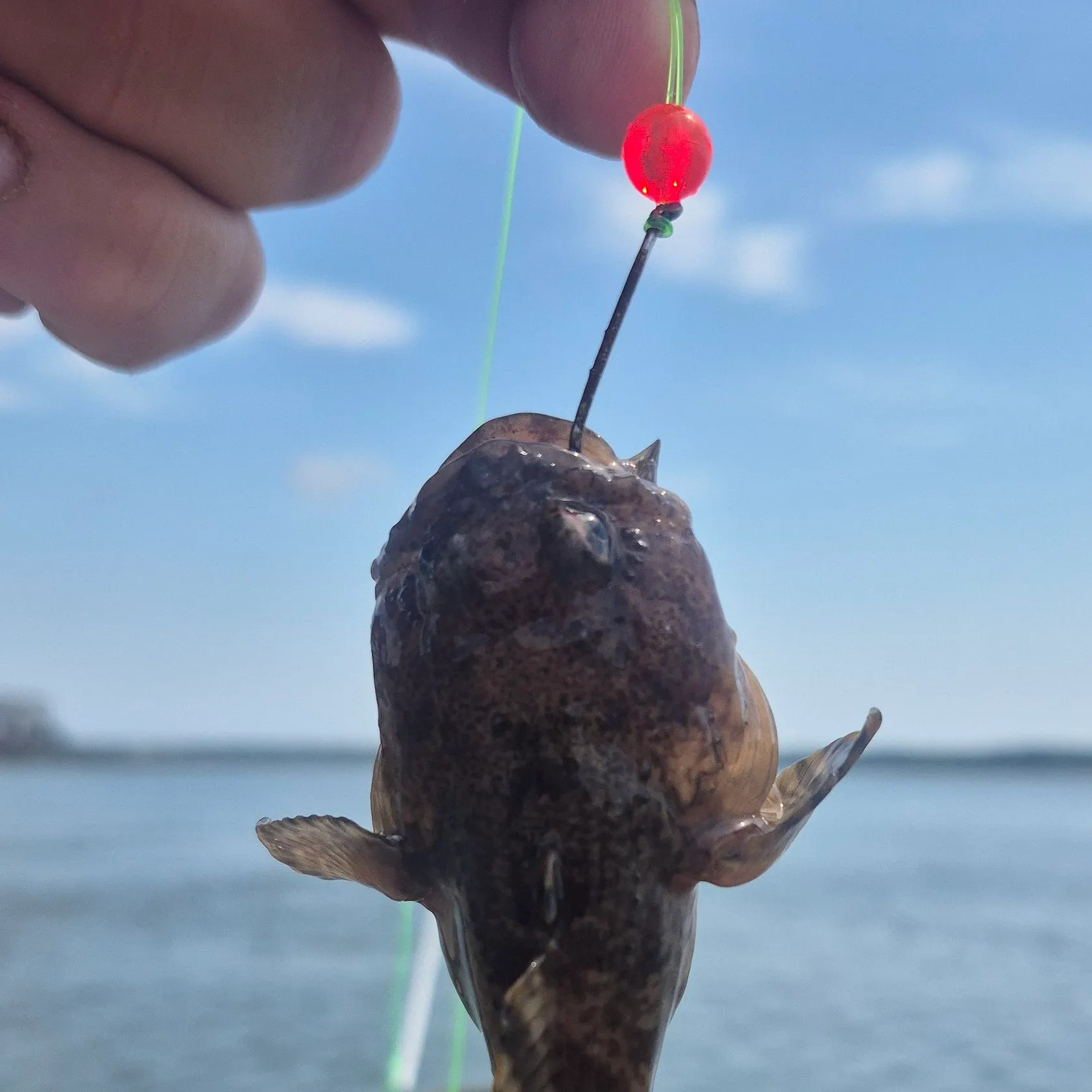 The most recent Oyster toadfish catches on Fishbrain