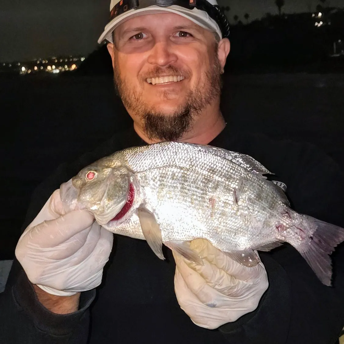 Barred surfperch caught on Fishbrain