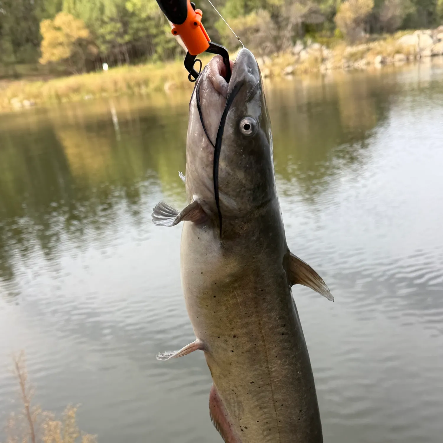 Channel catfish caught on Fishbrain