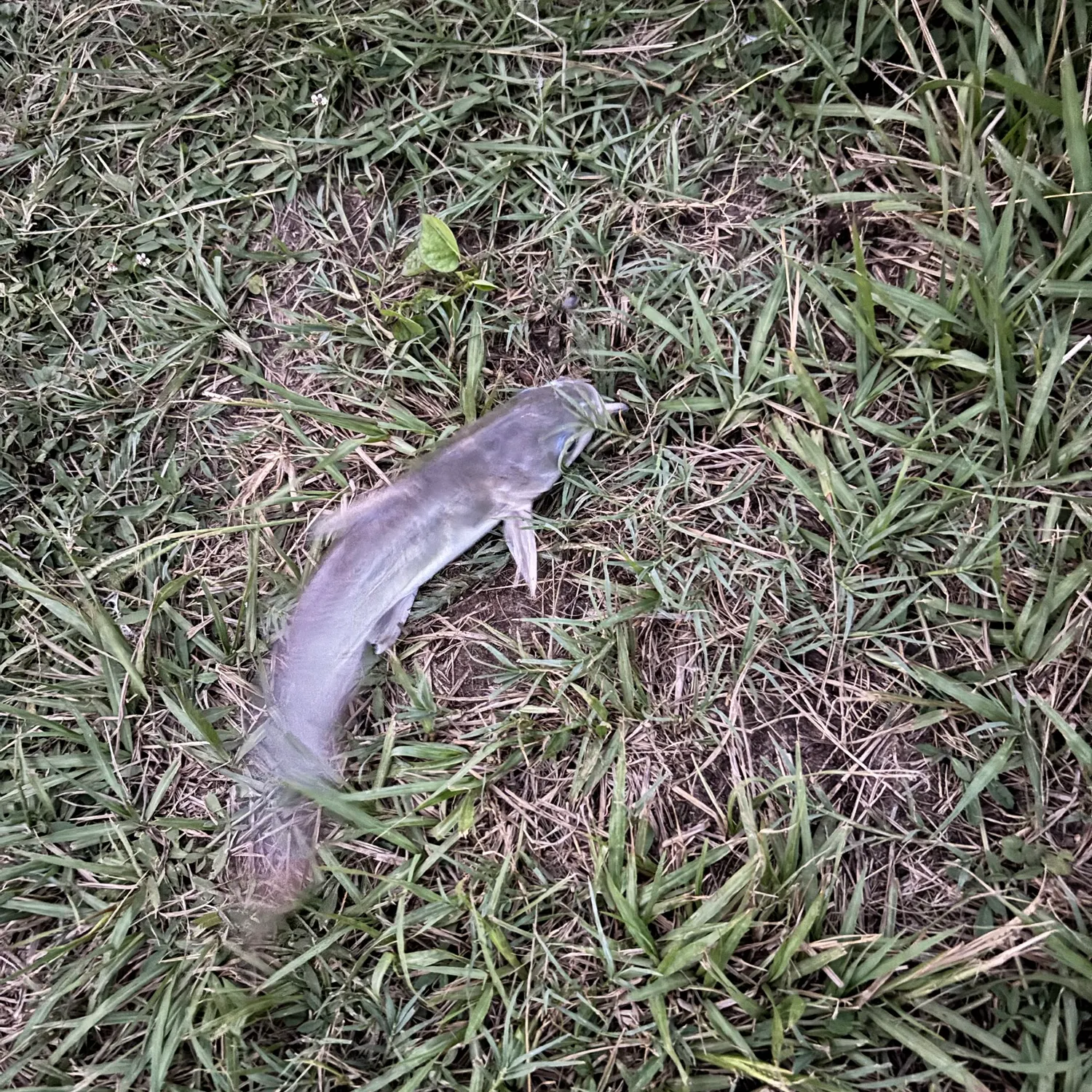 Channel catfish caught on Fishbrain