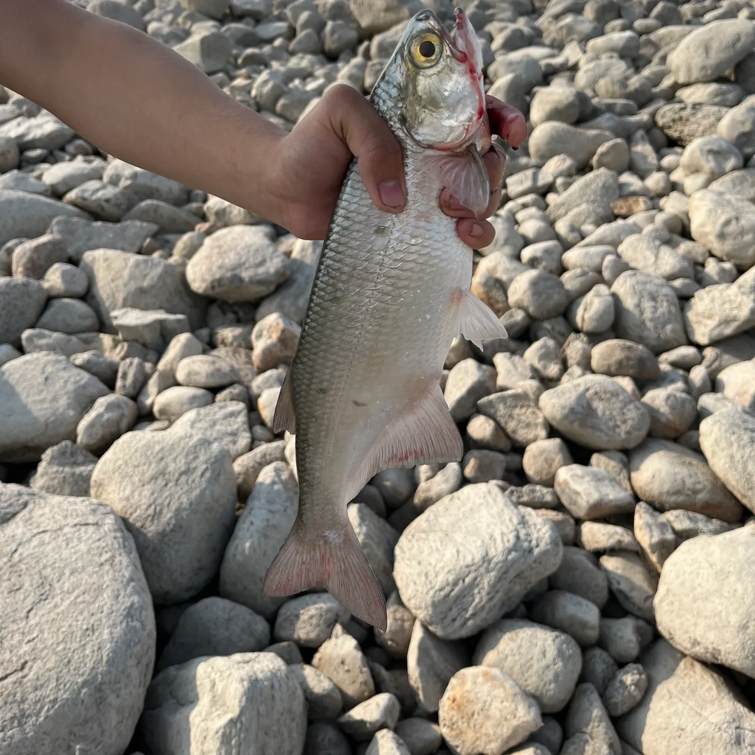 Mooneye caught on Fishbrain