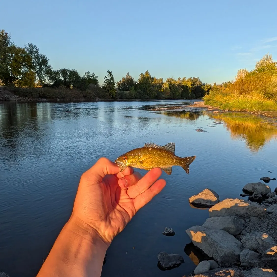 Smallmouth bass caught on Fishbrain