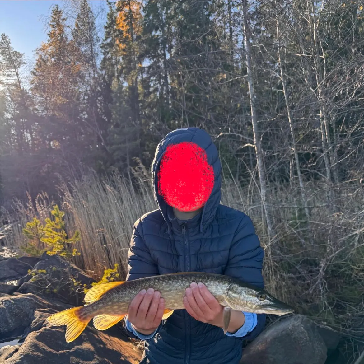 Northern pike caught on Fishbrain