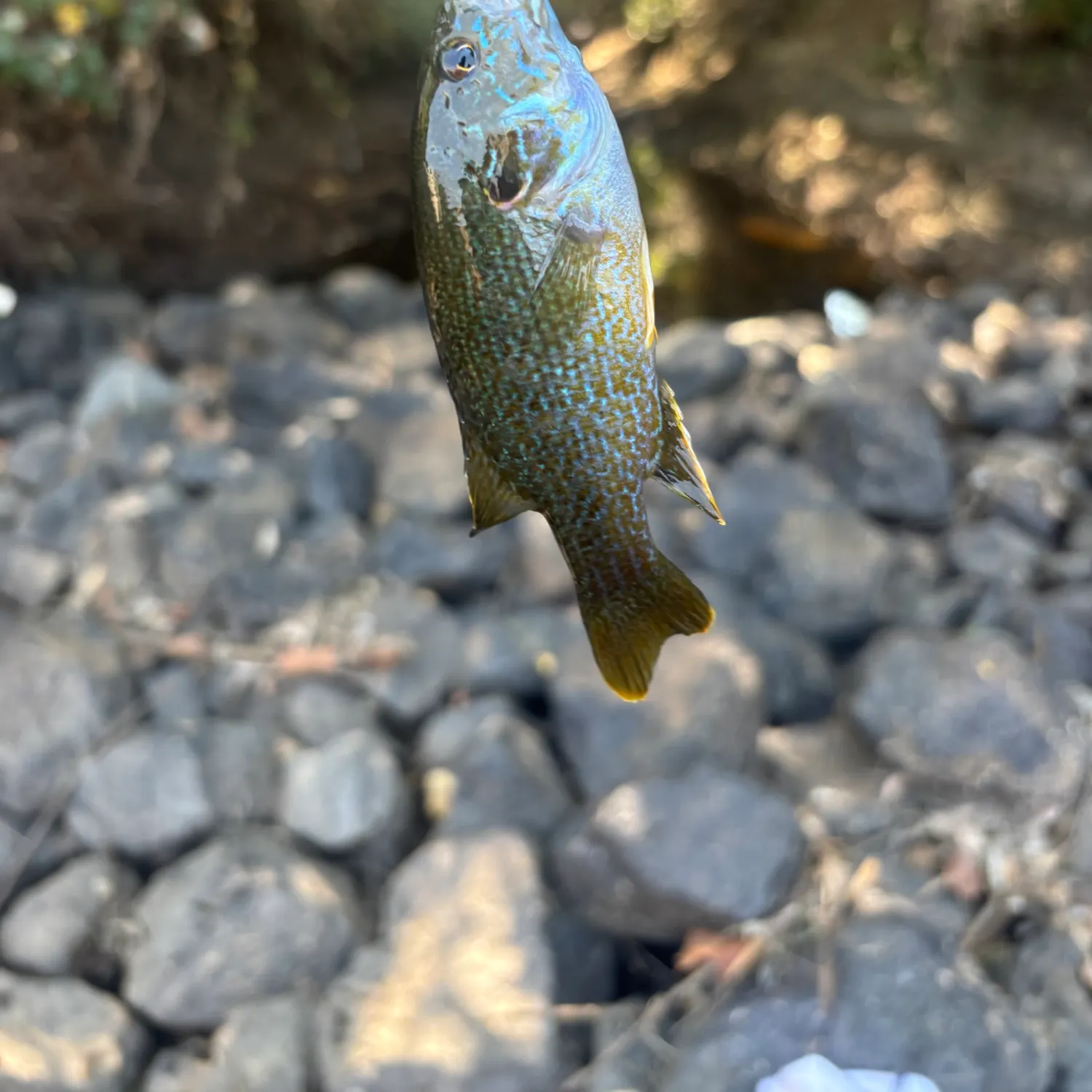 Green sunfish caught on Fishbrain