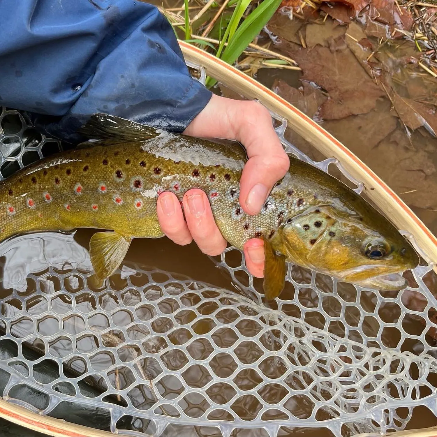 Brown trout caught on Fishbrain