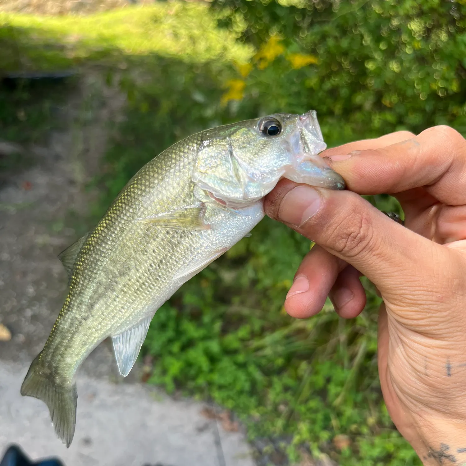 Spotted bass caught on Fishbrain