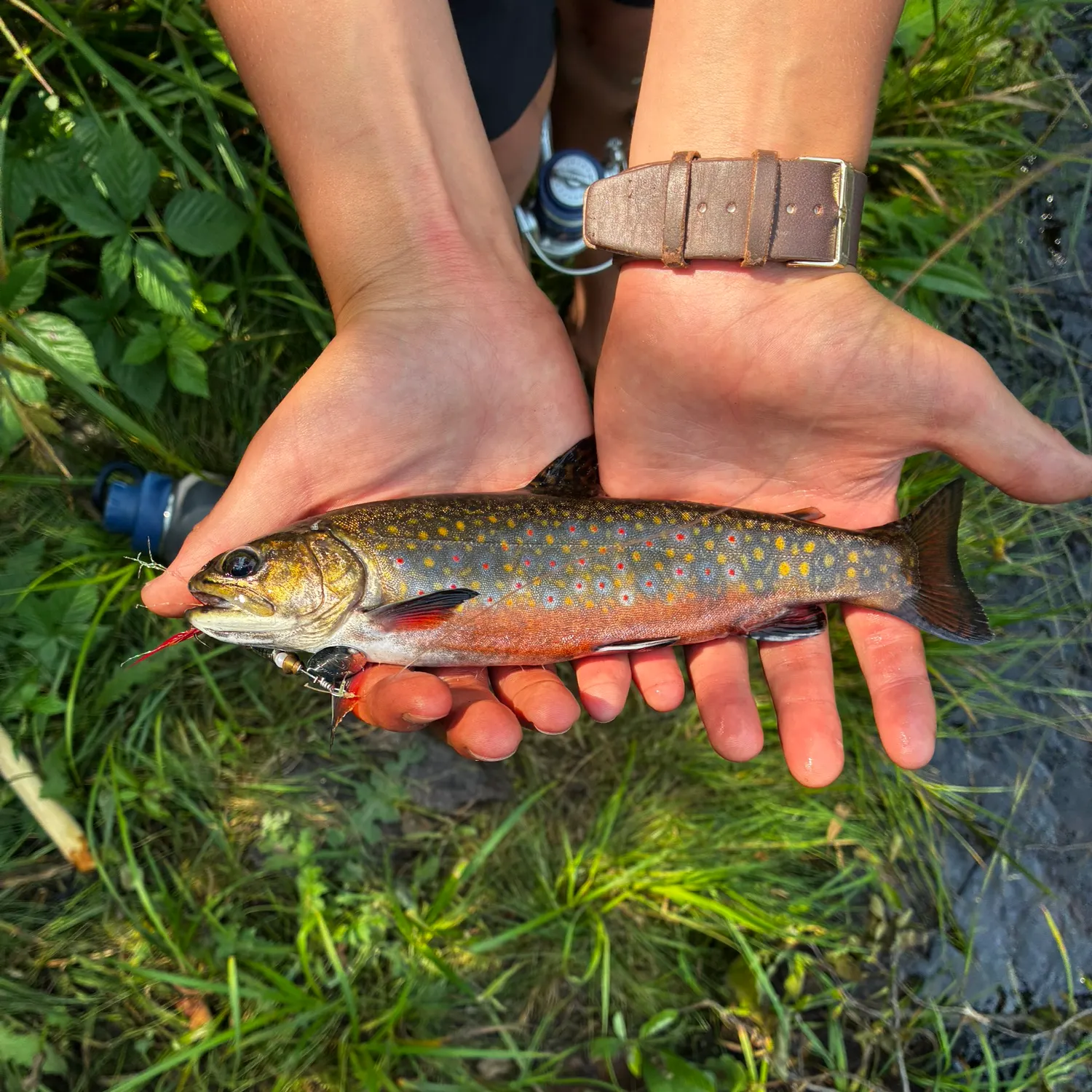 Brook trout caught on Fishbrain