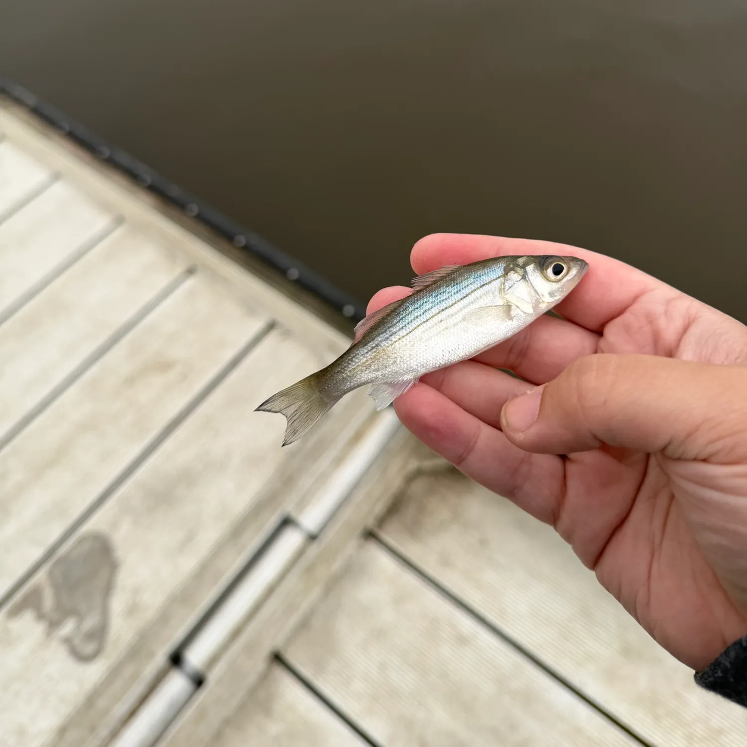 White perch caught on Fishbrain