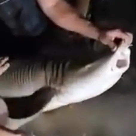 The most recent Brownbanded bamboo shark catches on Fishbrain