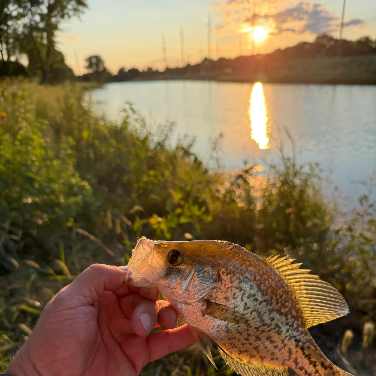 Black crappie caught on Fishbrain