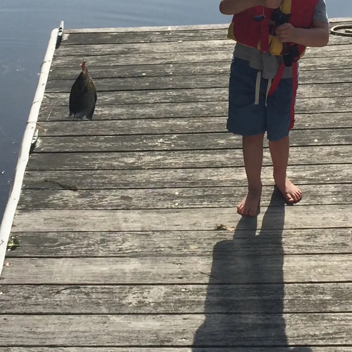 Bluegill caught on Fishbrain